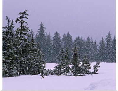 Spruce tree forest in snowstorm, Alaska
