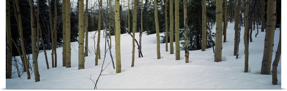 Spruce trees among quaking aspen trees in deep snow, Alaska