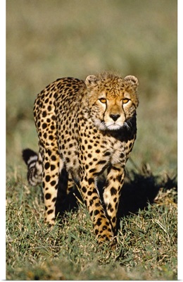 Stalking Cheetah Tanzania Africa