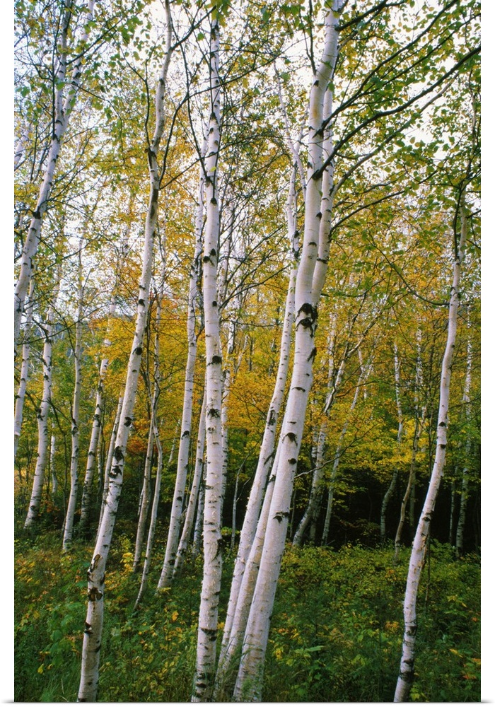 Vertical photo print of a trees standing in undergrowth in front of a dense forest.