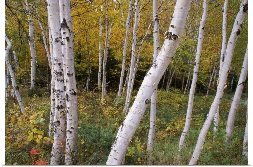 Decorative artwork of a thick forest with numerous birch tree trunks scattered throughout the picture.