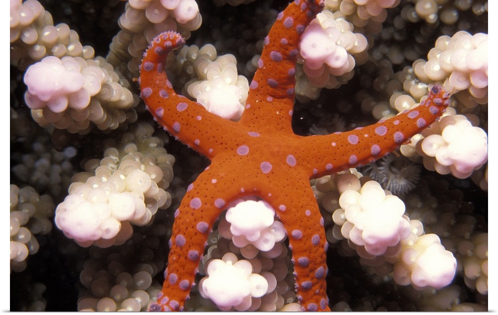 Underwater photo of a starfish with purple spots on it's otherwise orange body sitting on coral polyps.