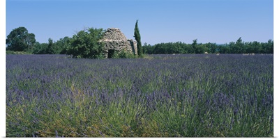 Stone hut in a Lavender field, Luberon, France