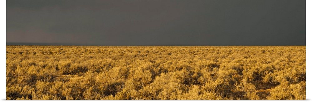 Storm cloud over a field of sagebrush, Taos, New Mexico