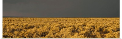 Storm cloud over a field of sagebrush, Taos, New Mexico
