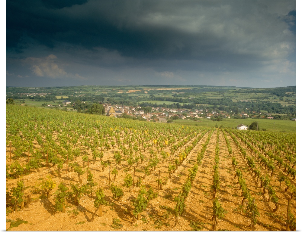 Storm clouds over vineyards, Chassagne-Montrachet, Cote De Beaune, Burgundy, France