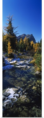 Stream flowing in a forest, Mount Assiniboine Provincial Park, border of Alberta and British Columbia, Canada