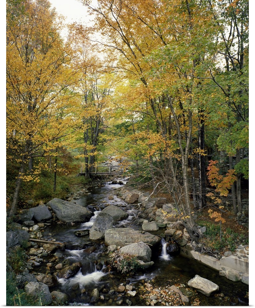 Vertical photograph on a large canvas of a rocky stream running through an autumn colored forest in Vermont.