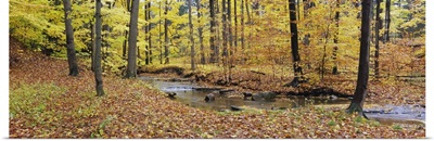 Stream flowing through a forest, Emery Park, East Aurora, Erie County, New York State