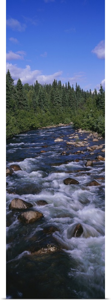 Stream flowing through a forest, Little Willow Creek, Hatcher Pass Road, Alaska