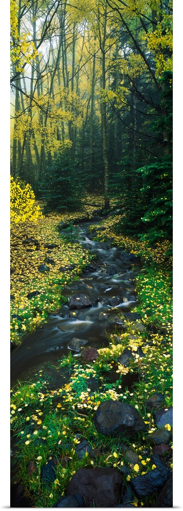 Stream flowing through forest