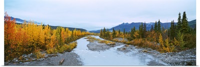Stream passing through a forest, Chugach National Forest, Alaska