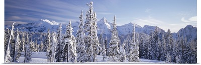 Subalpine fir trees (Abies lasiocarpa) covered with snow, Tatoosh Range, Mt Rainier National Park, Washington State