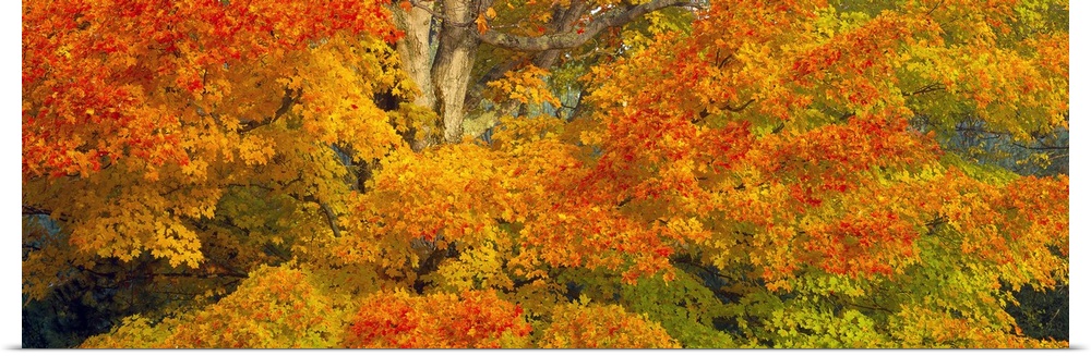 Giant, horizontal close up photograph of a sugar maple tree with bright fall foliage in White Mountain National Forest, Ne...