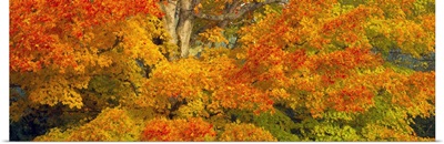 Sugar maple trees in autumn, White Mountain National Forest, New Hampshire,