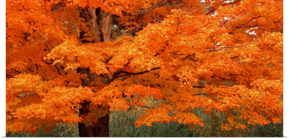 This landscape photograph is a close up of vibrantly colored leaves on a New England tree in autumn.