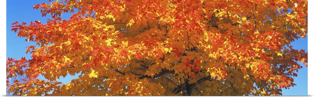 Large horizontal photograph of vibrant, fall colored leaves on a sugar maple tree, in front of a bright blue sky.
