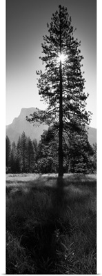 Sun Behind Pine Tree, Half Dome, Yosemite Valley, California