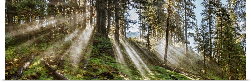 Sun rays passing through trees in forest, Southeast Alaska, Alaska, USA.