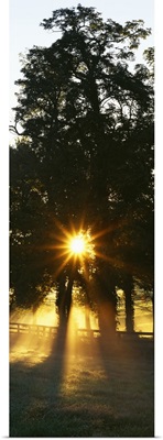 Sunbeam radiating through trees, Woodford County, Kentucky