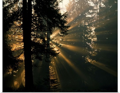 Sunbeams filter through misty evergreen forest, Alaska