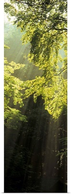 Sunbeams shining through trees in a forest, Swabian Alb, Germany
