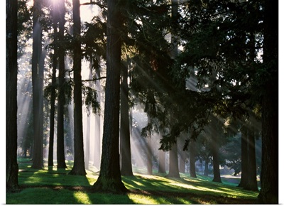 Sunbeams through misty trees, Oregon, united states,