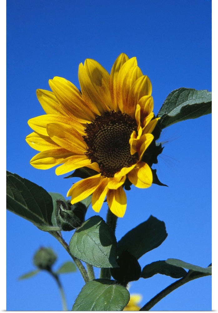 Up-close vertical panoramic photograph of flower blossom under a clear sky.