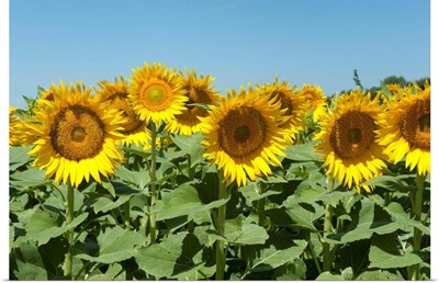 Sunflowers, Cadenet, Vaucluse, Provence-Alpes-Cote d'Azur, France