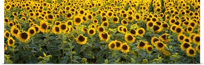 Sunflowers (Helianthus annuus) in a field, Bouches-Du-Rhone, Provence, France