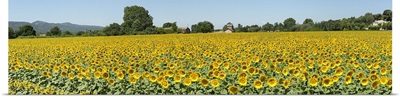 Sunflowers in a field, Cadenet, Vaucluse, Provence Alpes Cote dAzur, France