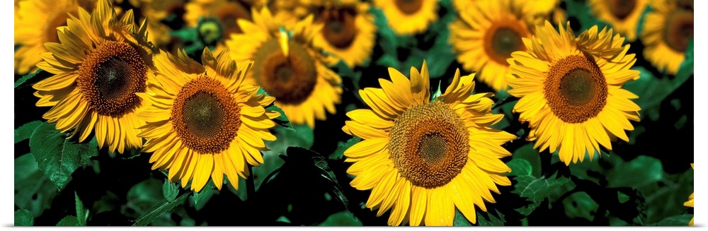 Sunflowers ND