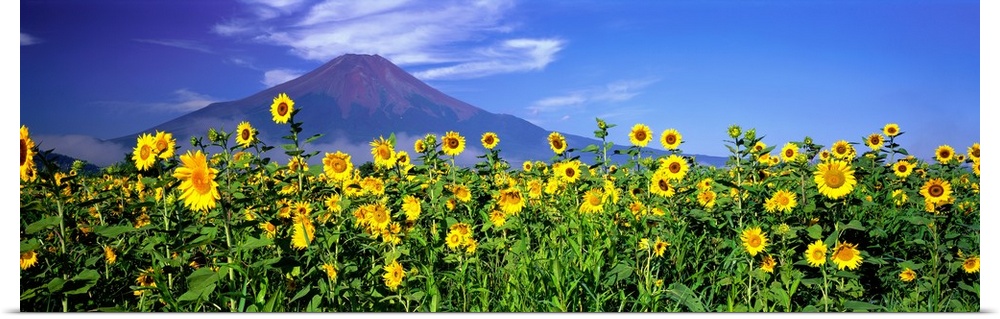 Panoramic photograph of sunflower meadow with volcano in the distance.