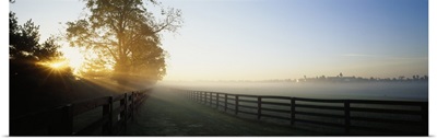 Sunlight passing through trees, Horse Farm, Woodford County, Kentucky