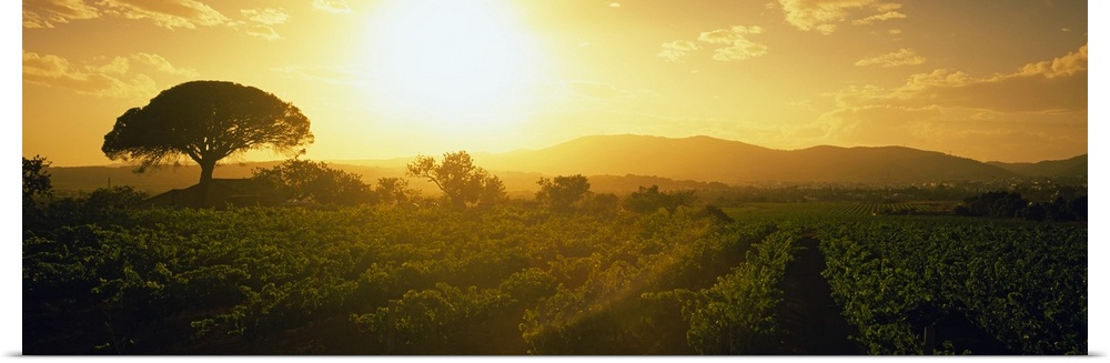 Panoramic picture taken of the sun as it rises and shines over a large vineyard.