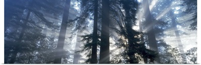 Sunrise Redwood National Park CA