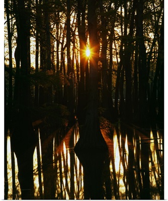 Sunrise through bald cypress trees (Taxodium distichum), water reflection, Horseshoe Lake Conservation Area, Illinois
