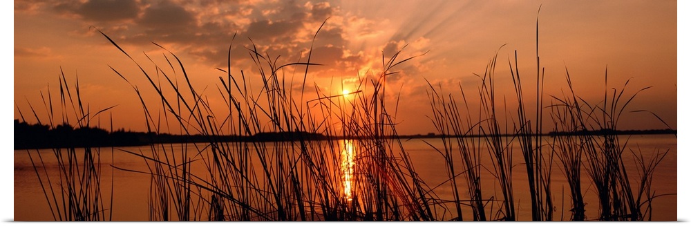 Panoramic photograph of the sun setting over the horizon behind close up of reeds.