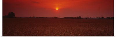 Sunset over a wheat field, Woodruff County, Arkansas