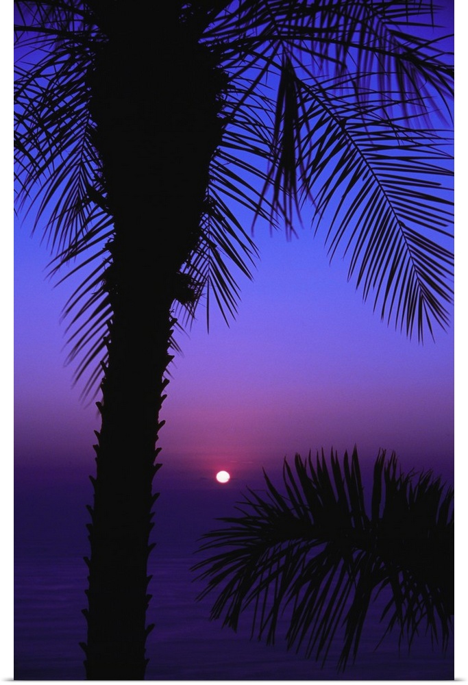 Sunset over pacific ocean, silhouetted palm trees, Costa Rica.