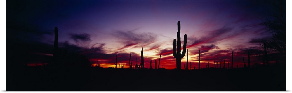 Panoramic photograph taken of a sunset as it silhouettes the desert and cactus.