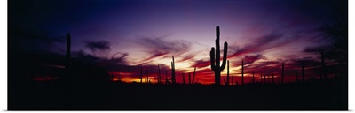 Sunset Saguaro National Monument AZ