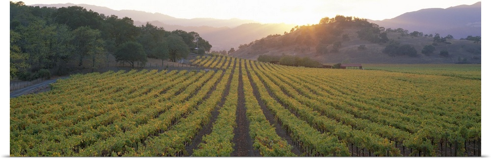 A panoramic photograph taken of a vineyard in Napa as the sun begins to set behind the hills.