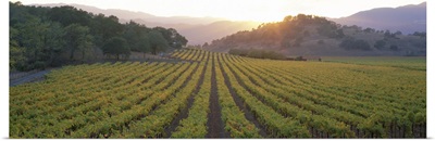 Sunset Vineyard Napa Valley CA