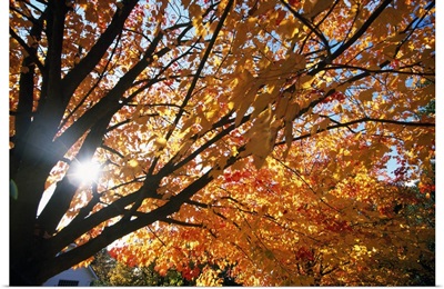 Sunshine Through Autumn Color Tree