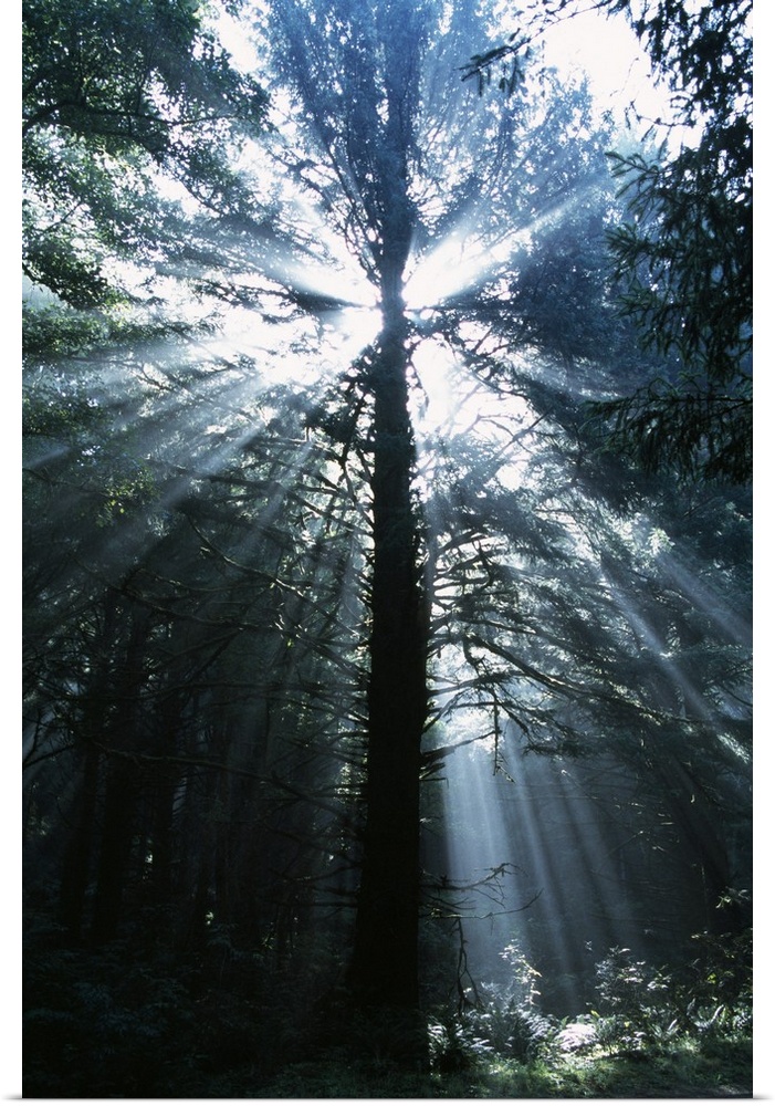 A picture taken in a forest while looking up through the trees as the sun rays beam through.