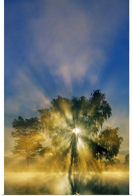 Sunstar through mist and silhouetted tree, Williams Pond, Maryland