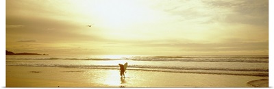 Surfer Ocean Beach Carmel CA