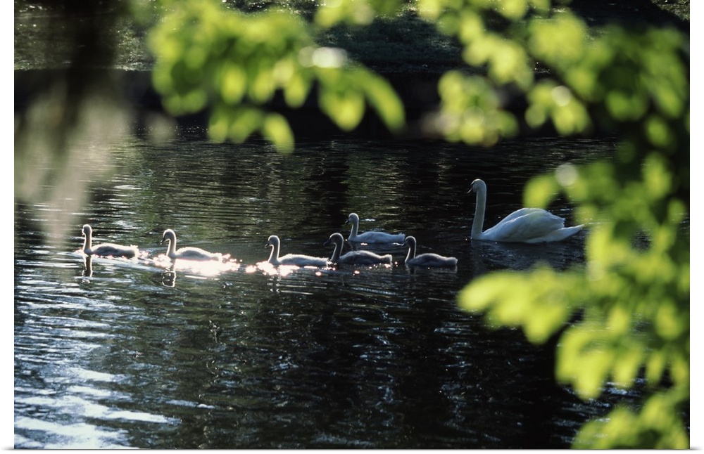 Swan family in a lake, Middleton Place, Charleston, Charleston County, South Carolina,