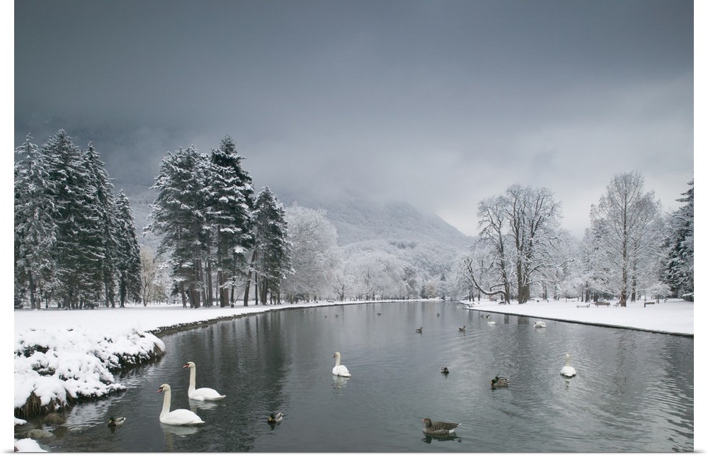 Several white swans and ducks floating  on a lake lined with snow covered banks, frosted trees and cloud and fog covered m...